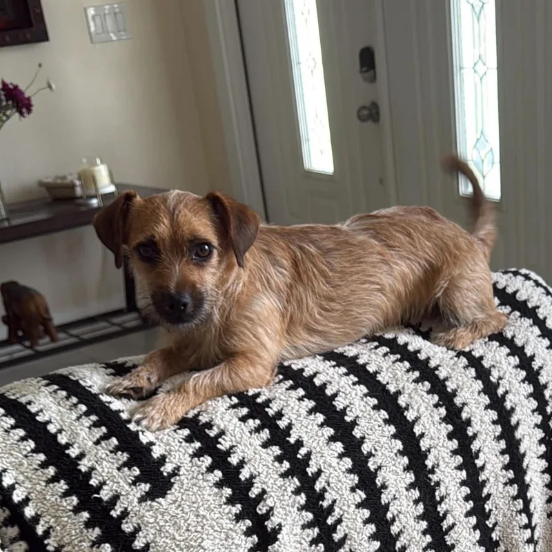 A young small-sized male Bicolor Chihuahua dog named Nico for adoption in LEHIGH ACRES, FL
