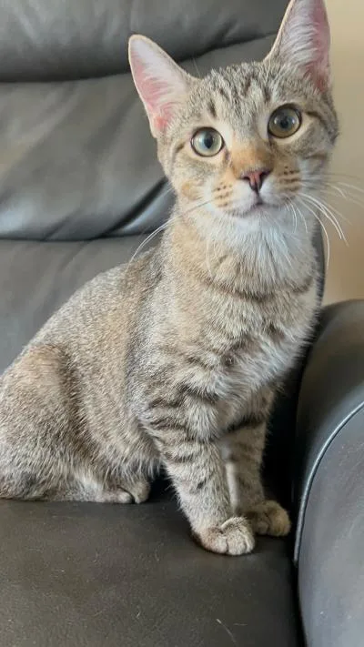 A baby medium-sized male Orange & White Domestic Short Hair cat named Empanada for adoption in Mokena, IL