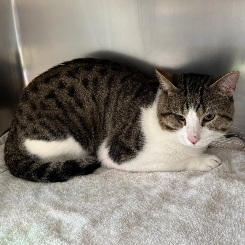 An adult large-sized male Domestic Short Hair cat named Pinky for adoption in Council Bluffs, IA