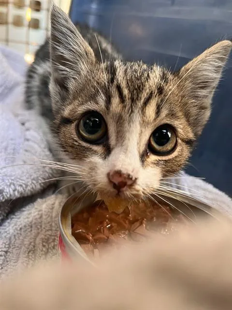 A baby small-sized female Domestic Short Hair cat named Ashleigh for adoption in Charlotte, NC
