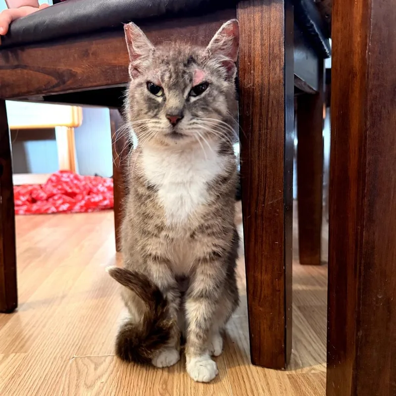 An adult medium-sized female Brown / Chocolate Domestic Short Hair cat named Talulah for adoption in Coos Bay, OR