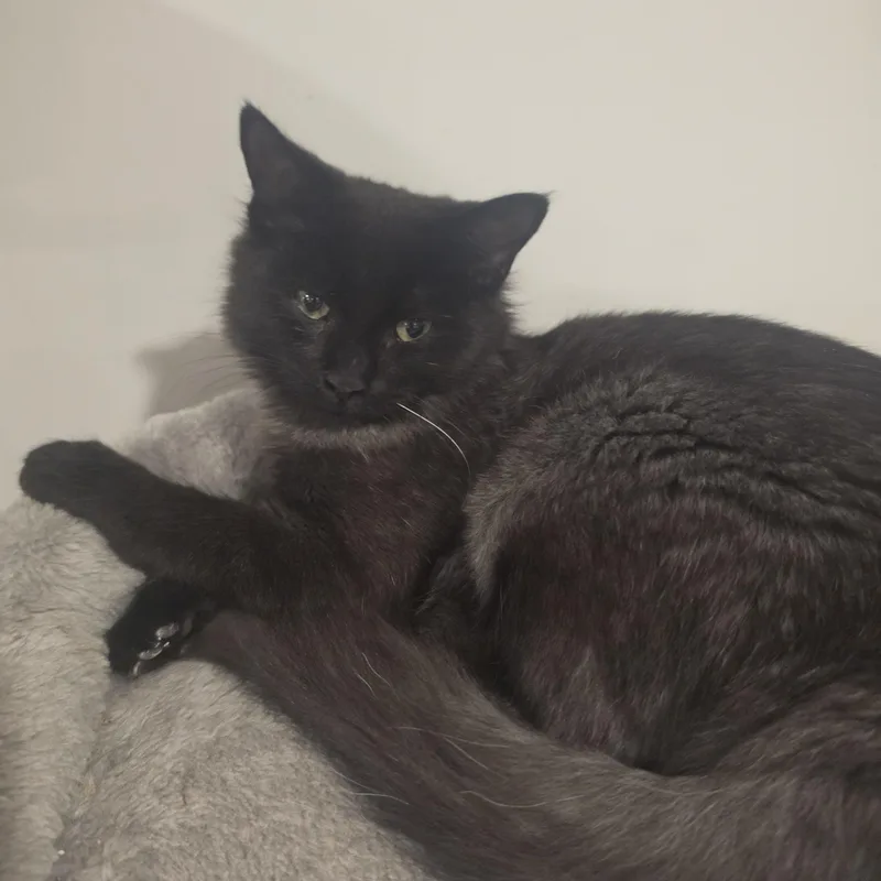 A baby small-sized female Domestic Long Hair cat named Pork Chop and Twilight for adoption in Lawrenceville, GA