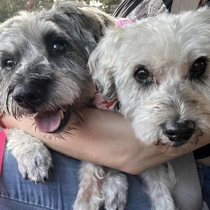 A senior small-sized male Miniature Schnauzer dog named Silas Sponsor me for adoption in Homer Glen, IL