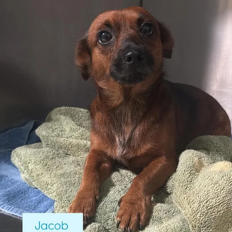 An adult small-sized male Chihuahua dog named Jacob for adoption in Tampa, FL