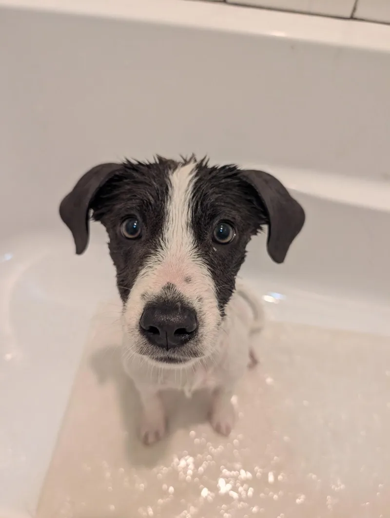 Clover Jr. Aka Cj thumbnail 3