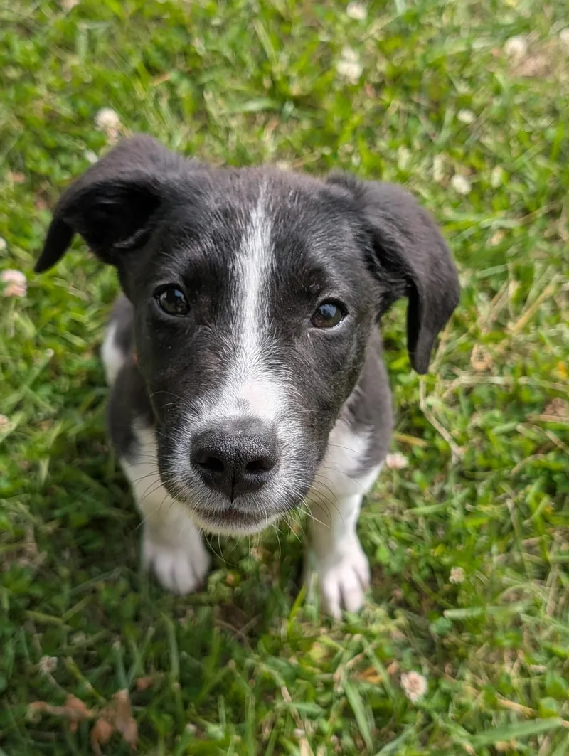 Clover Jr. Aka Cj thumbnail 4