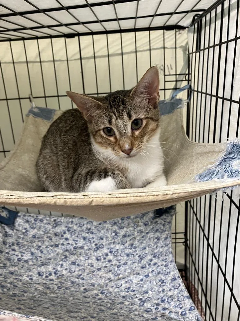 A baby small-sized female Domestic Short Hair cat named Bradford for adoption in Lunenburg, MA
