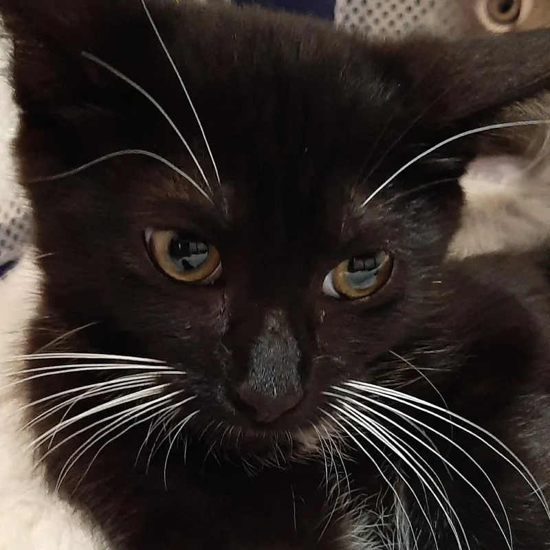 A baby small-sized female Black Domestic Short Hair cat named Truffle for adoption in South Elgin, IL