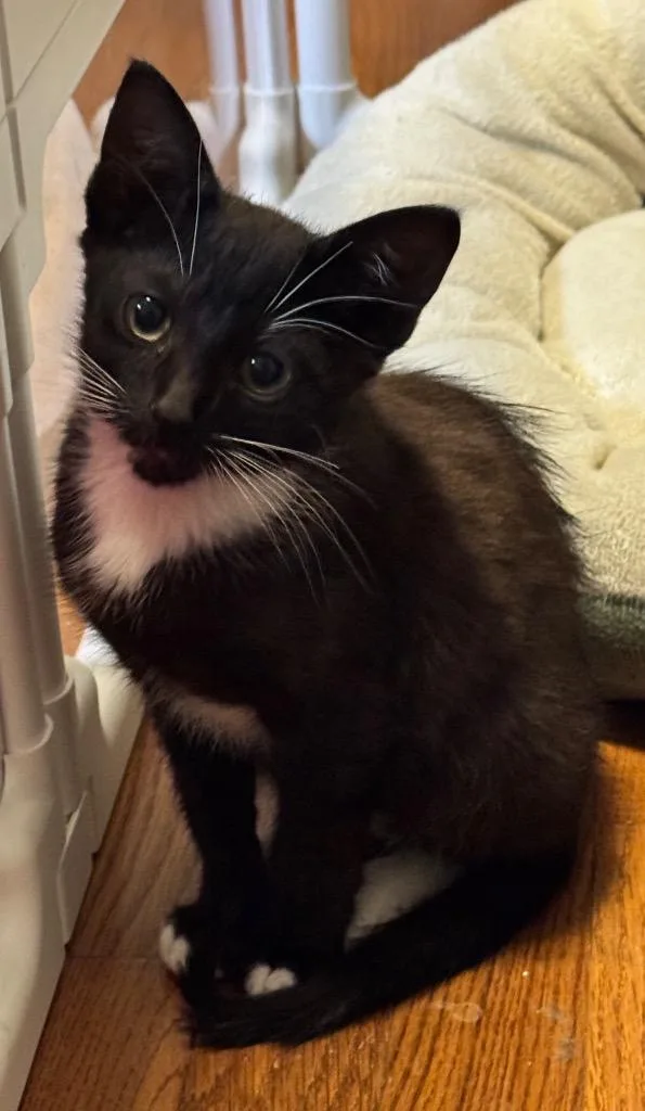 A baby small-sized male Domestic Short Hair cat named Nascar for adoption in Newnan, GA