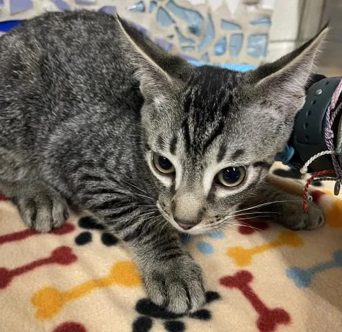 A baby medium-sized male Domestic Short Hair cat named Clooney for adoption in Pensacola, FL