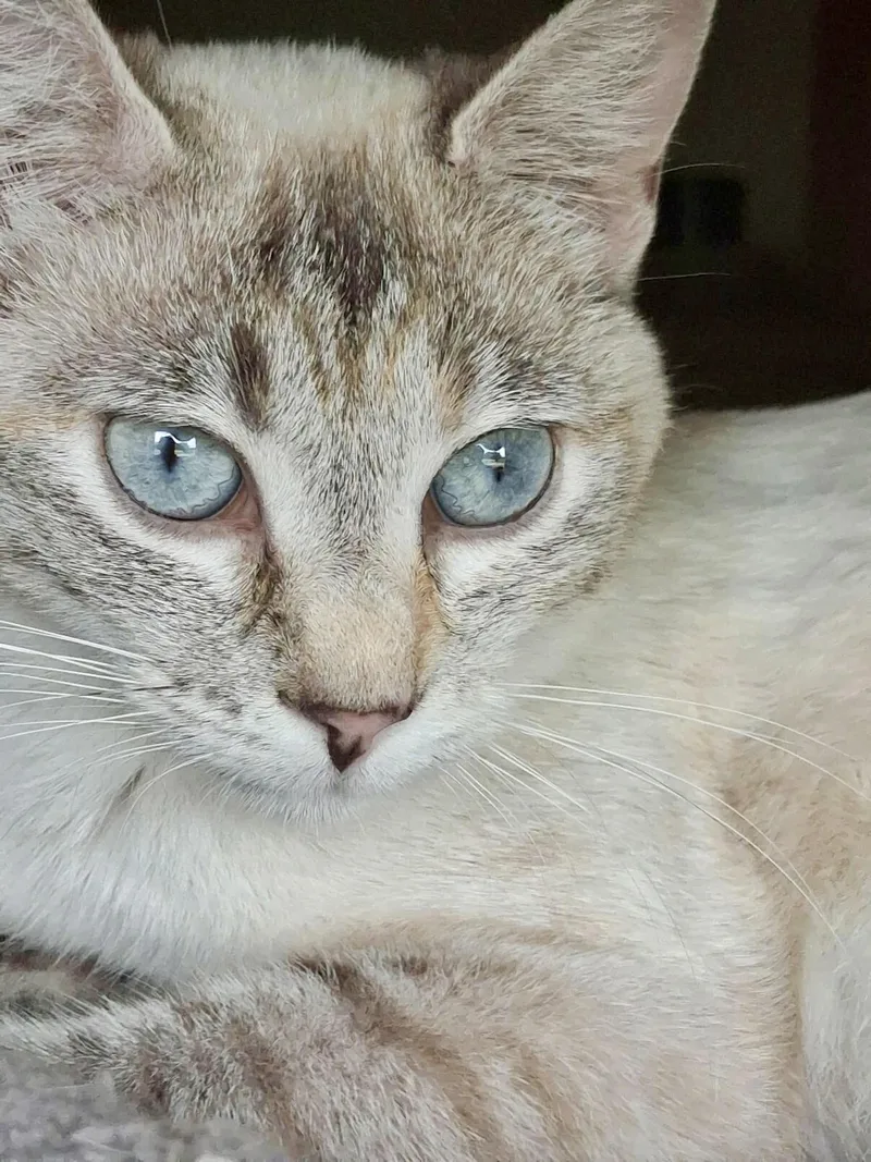 An adult small-sized female Buff / Tan / Fawn Domestic Short Hair cat named Shanti for adoption in Forest Lake, MN