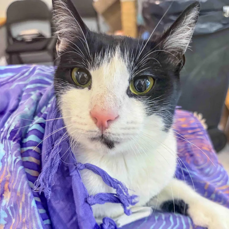 A young large-sized male Black & White / Tuxedo Domestic Short Hair cat named Pigpen for adoption in Stamford, CT