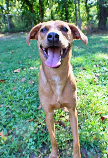 An adult medium-sized female Brittany Spaniel dog named Sophie for adoption in Morton Grove, IL