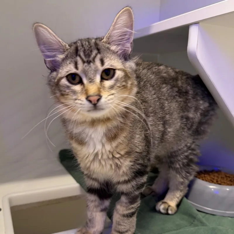 A baby small-sized female Brown / Chocolate Domestic Short Hair cat named Chili for adoption in Westhampton, NY