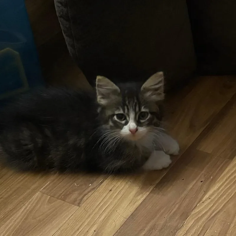 A baby small-sized male Domestic Medium Hair cat named Soda Pop for adoption in Manhattan, KS