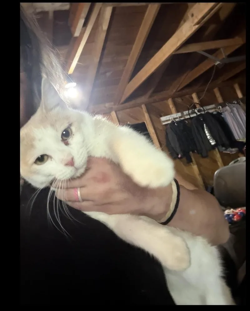 Remy thumbnail 2