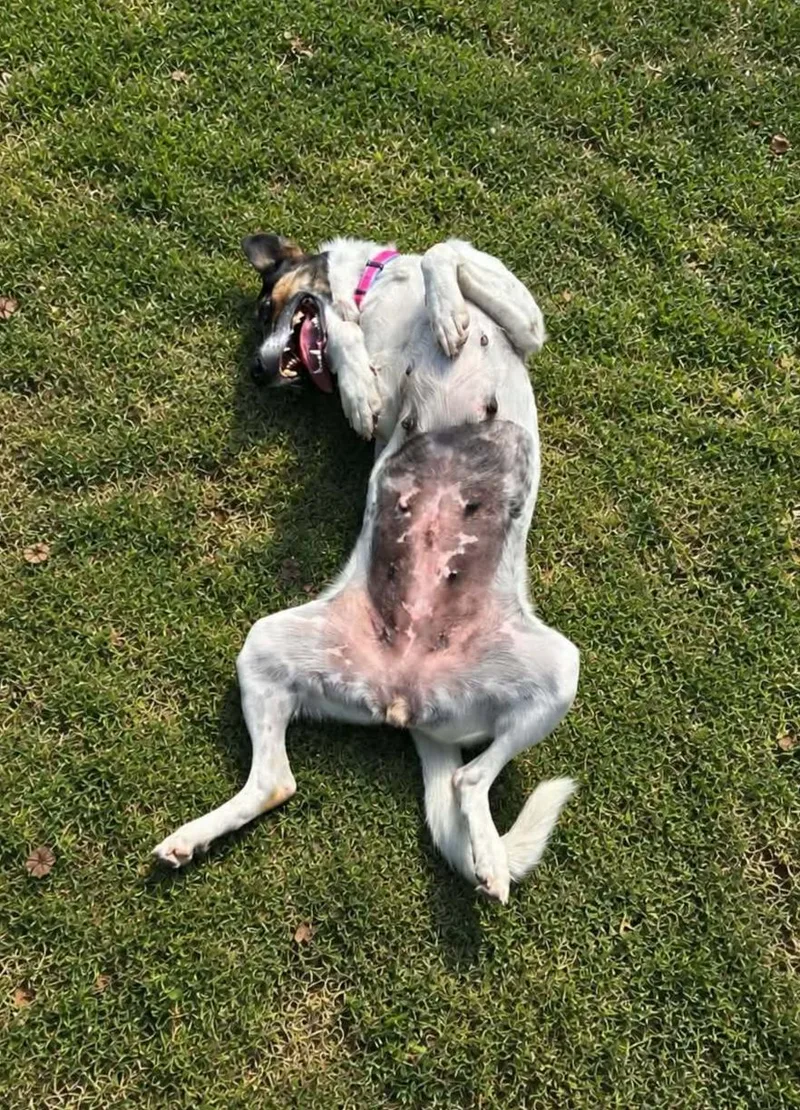 Maisie thumbnail 3