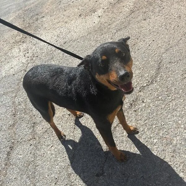 Traviesa thumbnail 4