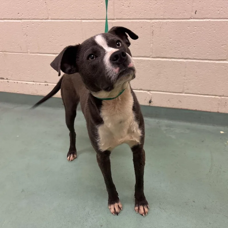 A young medium-sized male Gray / Blue / Silver Mixed Breed dog named Levy for adoption in Memphis, TN