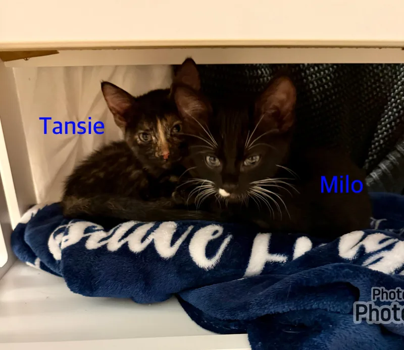 Tansie & Milo