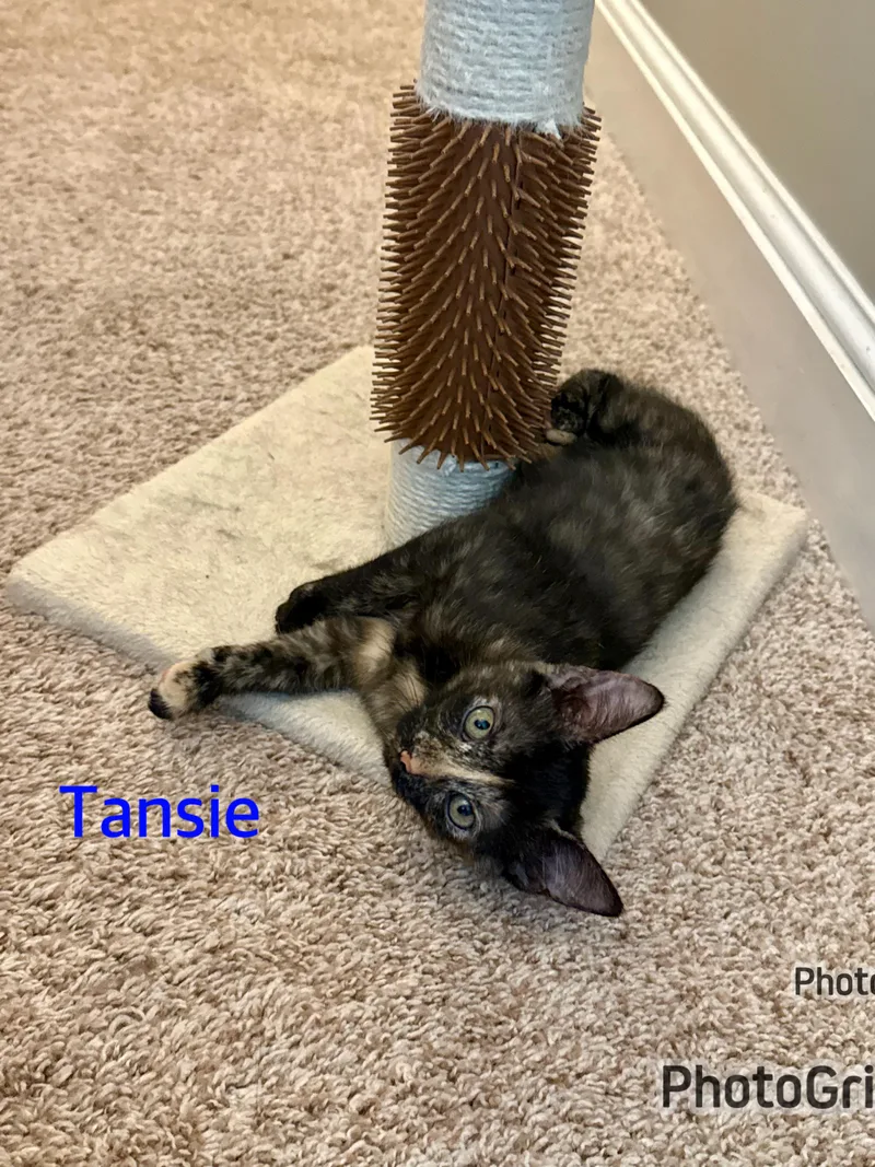 Tansie & Milo thumbnail 2