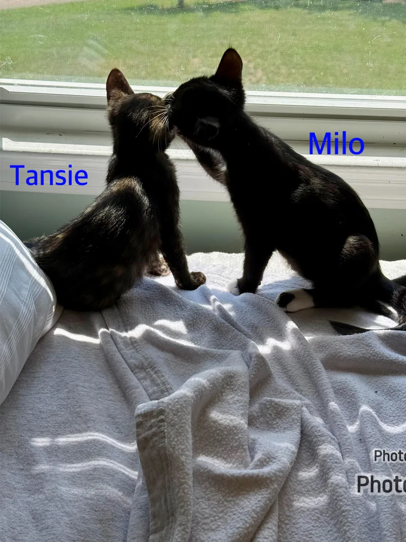 Tansie & Milo thumbnail 3