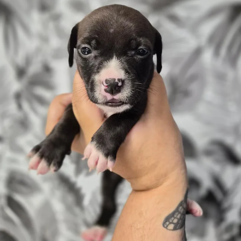 A baby medium-sized female Brown / Chocolate Basset Hound dog named Queen for adoption in Wahiawa, HI