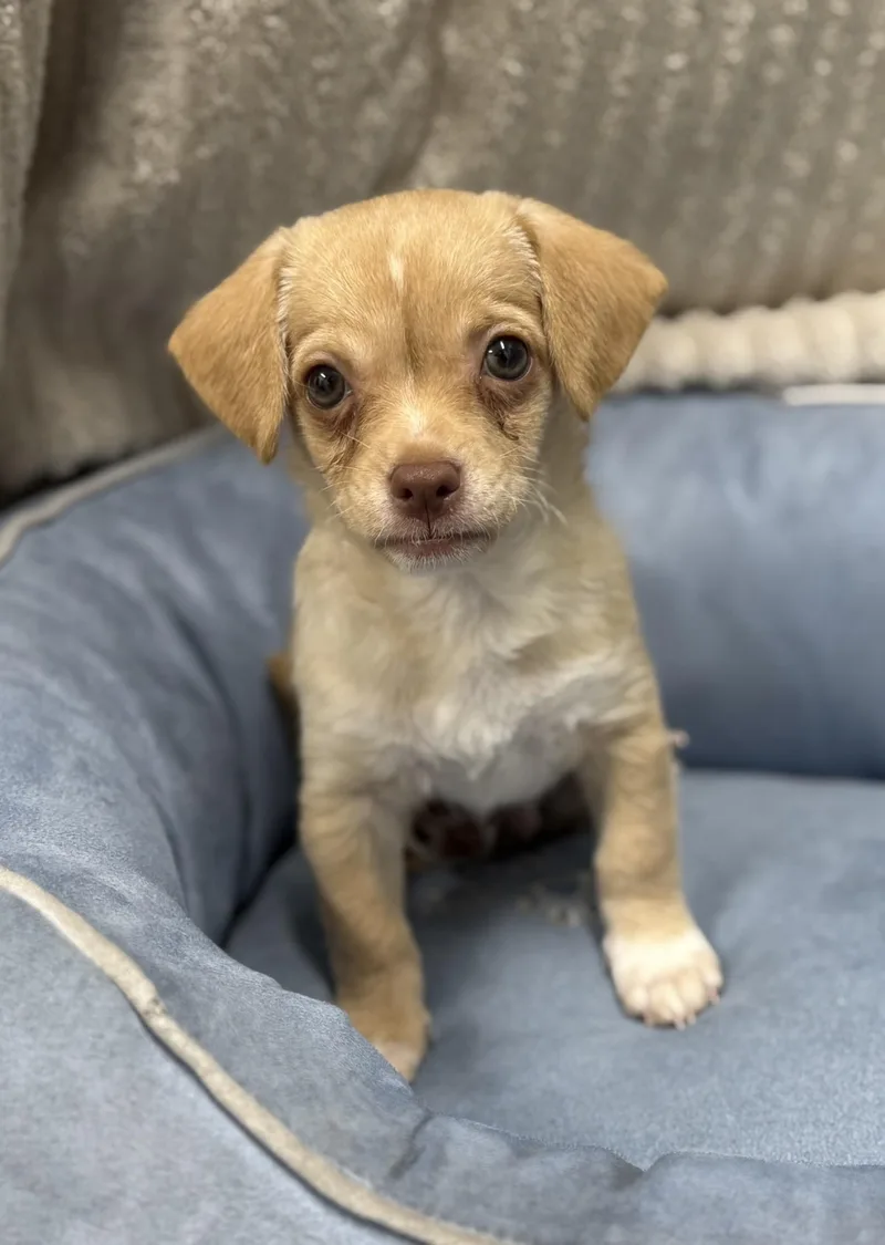 A baby small-sized male Chihuahua dog named Cashew for adoption in Los Alamitos, CA
