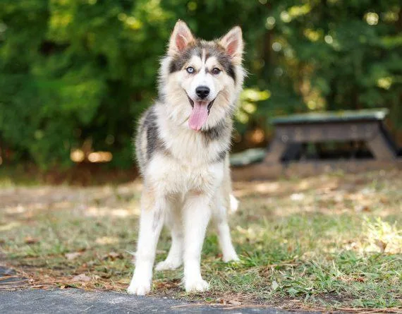 A young medium-sized female Husky dog named Acadia for adoption in Durham, NC