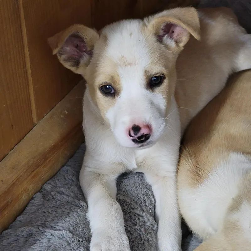 A baby small-sized male Yellow / Tan / Blond / Fawn Mixed Breed dog named Waylon for adoption in Spanish Fork, UT