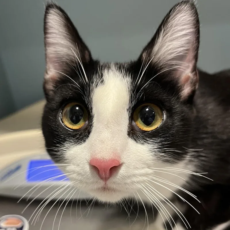 An adult medium-sized female White Domestic Short Hair cat named Lady Luck for adoption in Chattanooga, TN