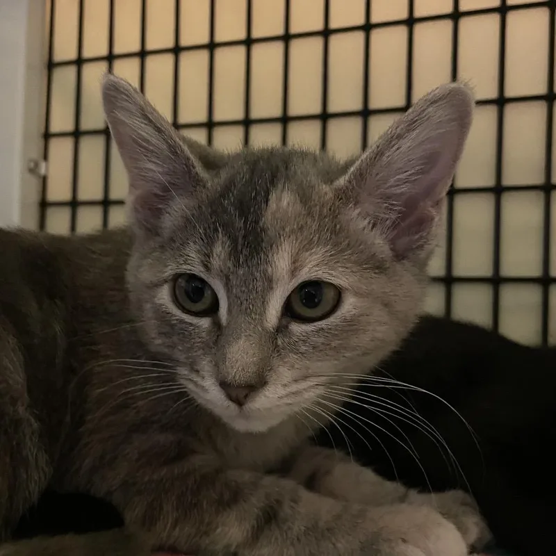 A baby small-sized female Domestic Short Hair cat named Tinka for adoption in Chicago, IL