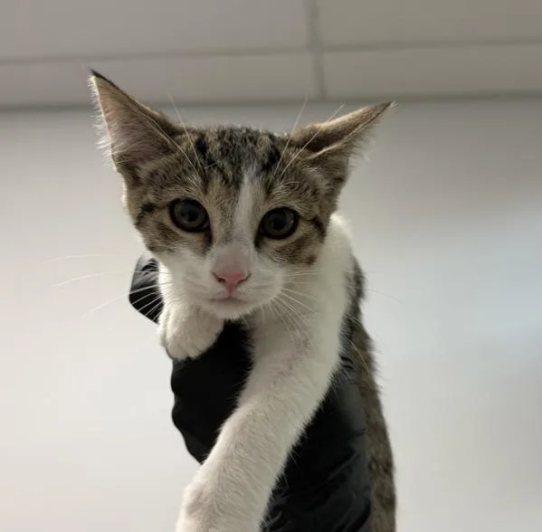 A baby small-sized female Domestic Short Hair cat named Coffee for adoption in San Diego, CA