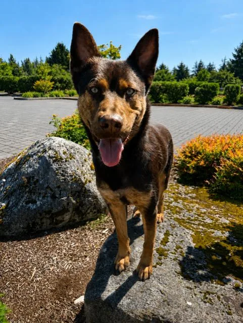 An adult large-sized male German Shepherd Dog dog named Finn for adoption in Seattle, WA