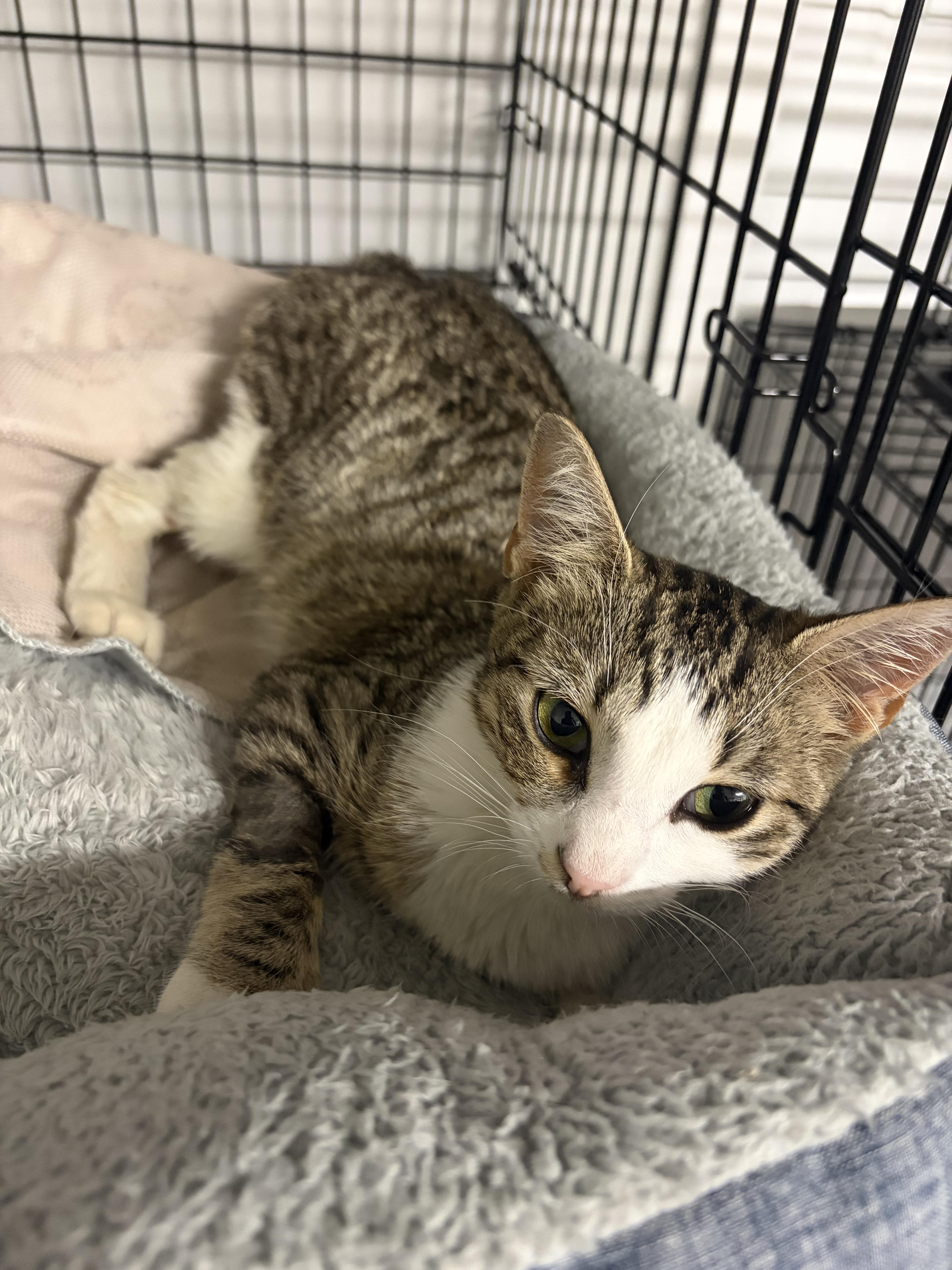 A baby medium-sized female Gray & White Domestic Short Hair cat named Panayiota for adoption in North Haledon, NJ
