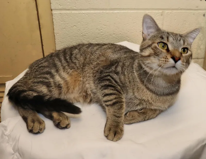 A young large-sized male Tabby (Brown / Chocolate) Tabby cat named Ono for adoption in Euclid, OH