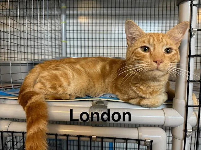 A young medium-sized male Tabby (Orange / Red) Domestic Short Hair cat named London for adoption in Millerstown, PA