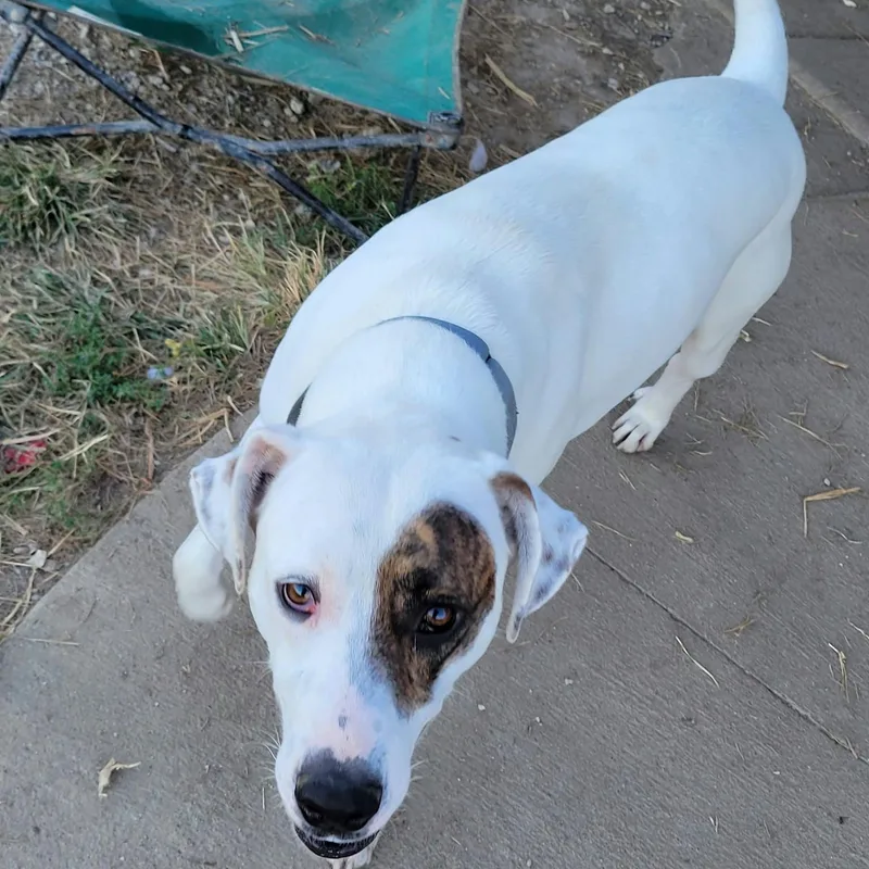A young large-sized male American Staffordshire Terrier dog named Cheech for adoption in Petersburg, IN