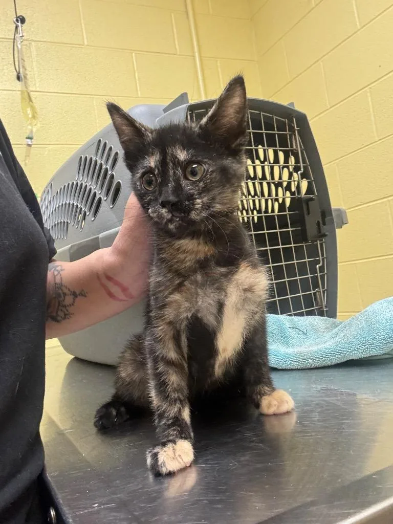 A baby small-sized female Domestic Short Hair cat named Bonnie for adoption in Crossville, TN