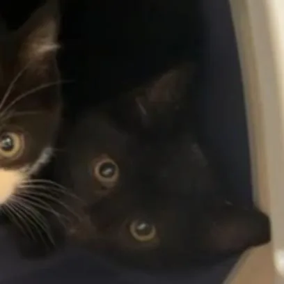 A baby medium-sized male Black Domestic Short Hair cat named Goose for adoption in Cleveland Heights, OH