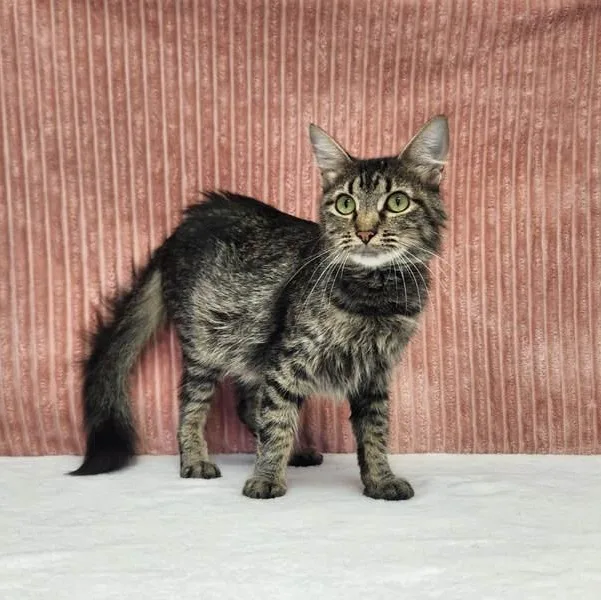 A young large-sized female Domestic Long Hair cat named Lana for adoption in Benld, IL