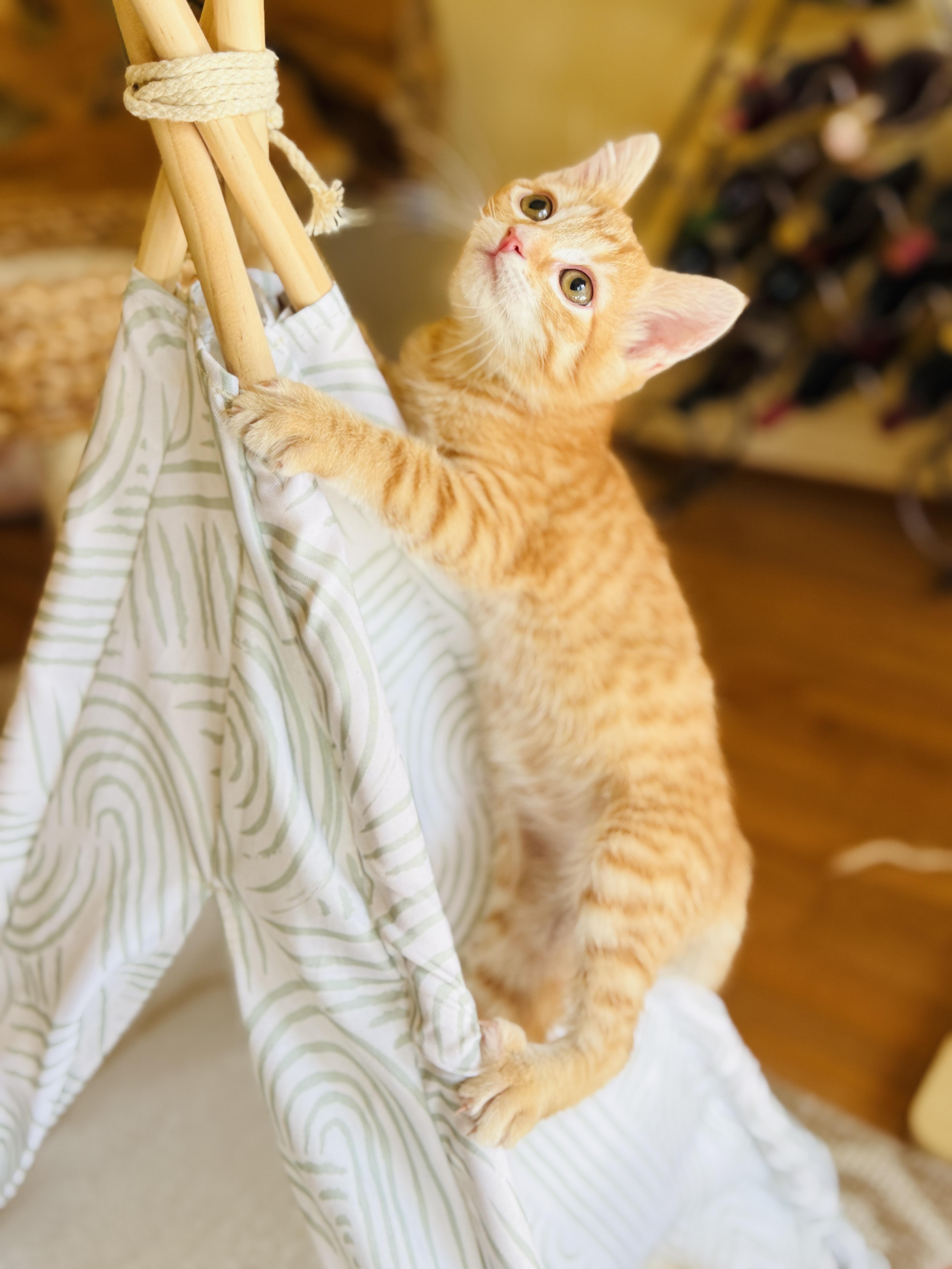 A baby medium-sized female Orange / Red Domestic Short Hair cat named Gordita for adoption in Keller, TX