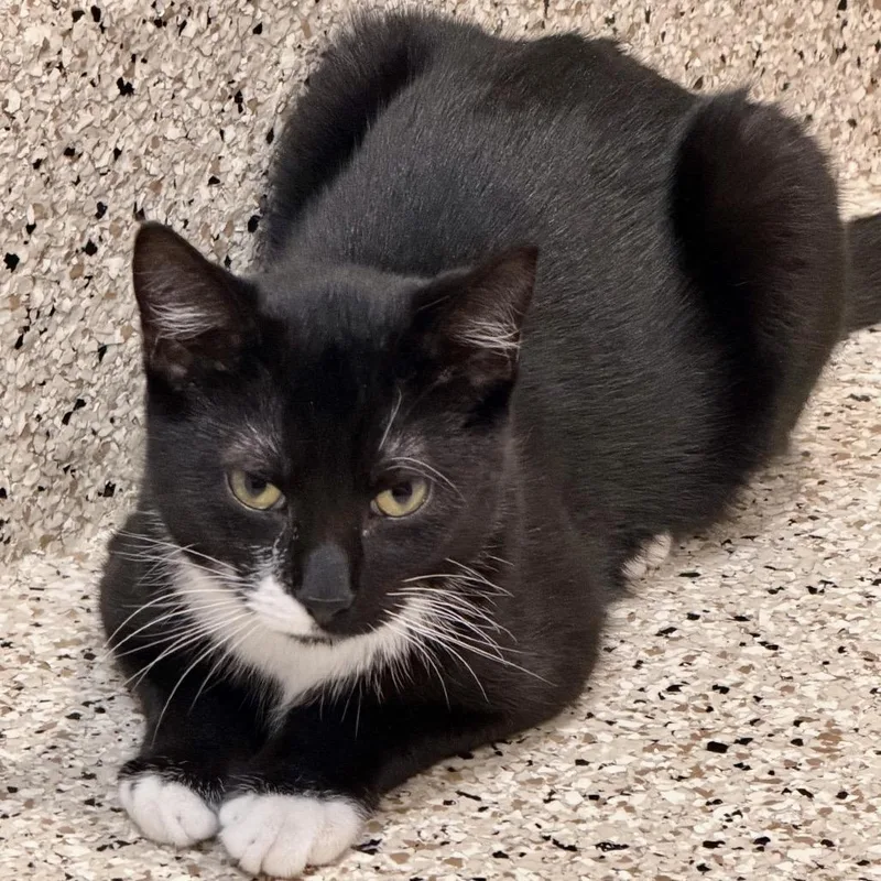 A young medium-sized male Black Domestic Short Hair cat named Sebastian for adoption in Oyster Bay, NY