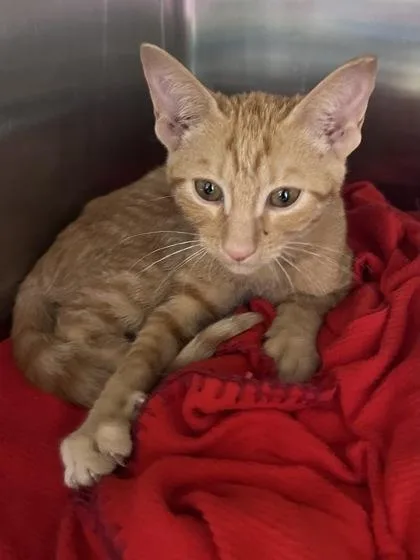 A baby small-sized female Domestic Short Hair cat named Gaga for adoption in Houston, TX