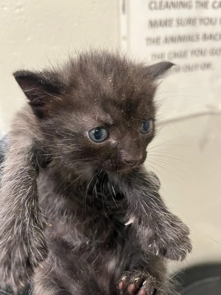 A baby small-sized male Domestic Short Hair cat named Valdez for adoption in Cartersville , GA