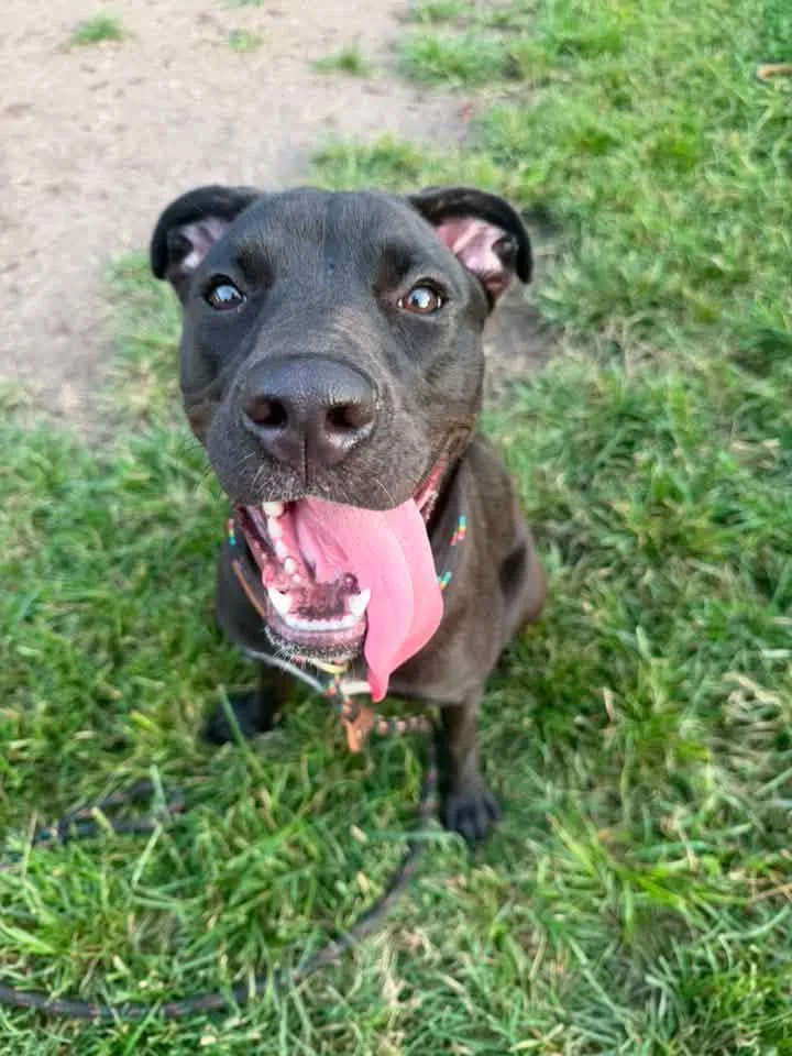 A young medium-sized female Black Pit Bull Terrier dog named Lalaria for adoption in Chicago, IL