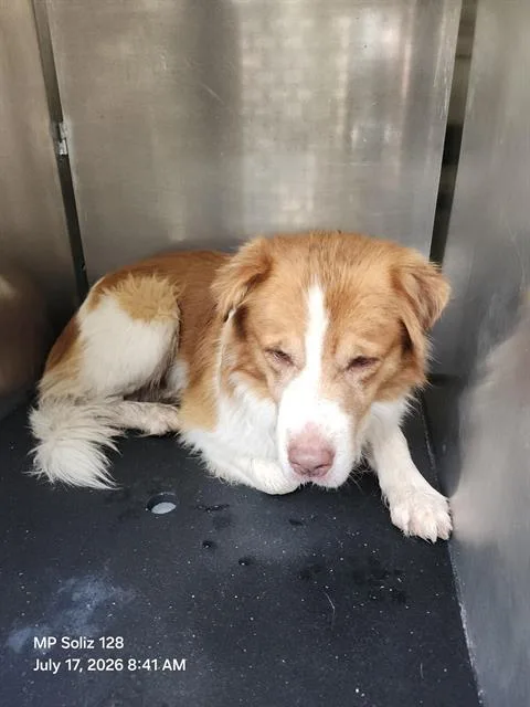 An adult large-sized male Saint Bernard dog named Major for adoption in San Antonio, TX