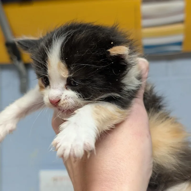 A baby small-sized female White Domestic Medium Hair cat named Galadriel for adoption in DeKalb, IL