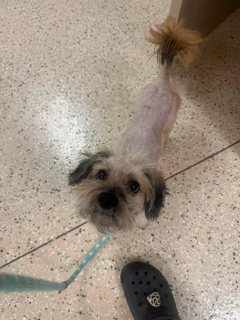 An adult small-sized male Apricot / Beige Mixed Breed dog named Vernon for adoption in Myerstown, PA
