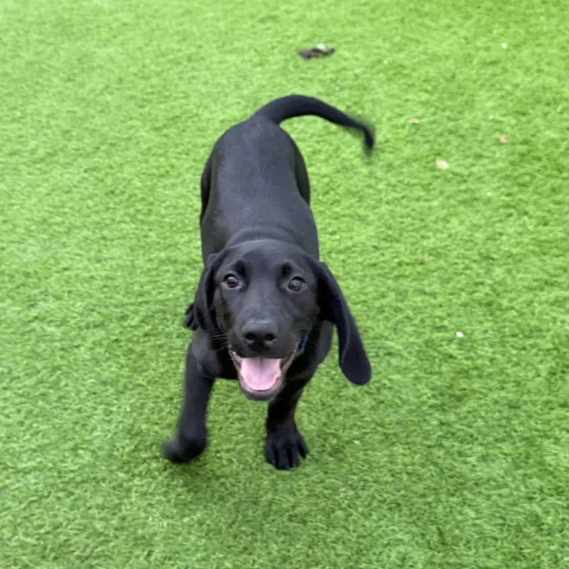 A baby large-sized male Black Coonhound dog named Randy Travis for adoption in Sarasota, FL